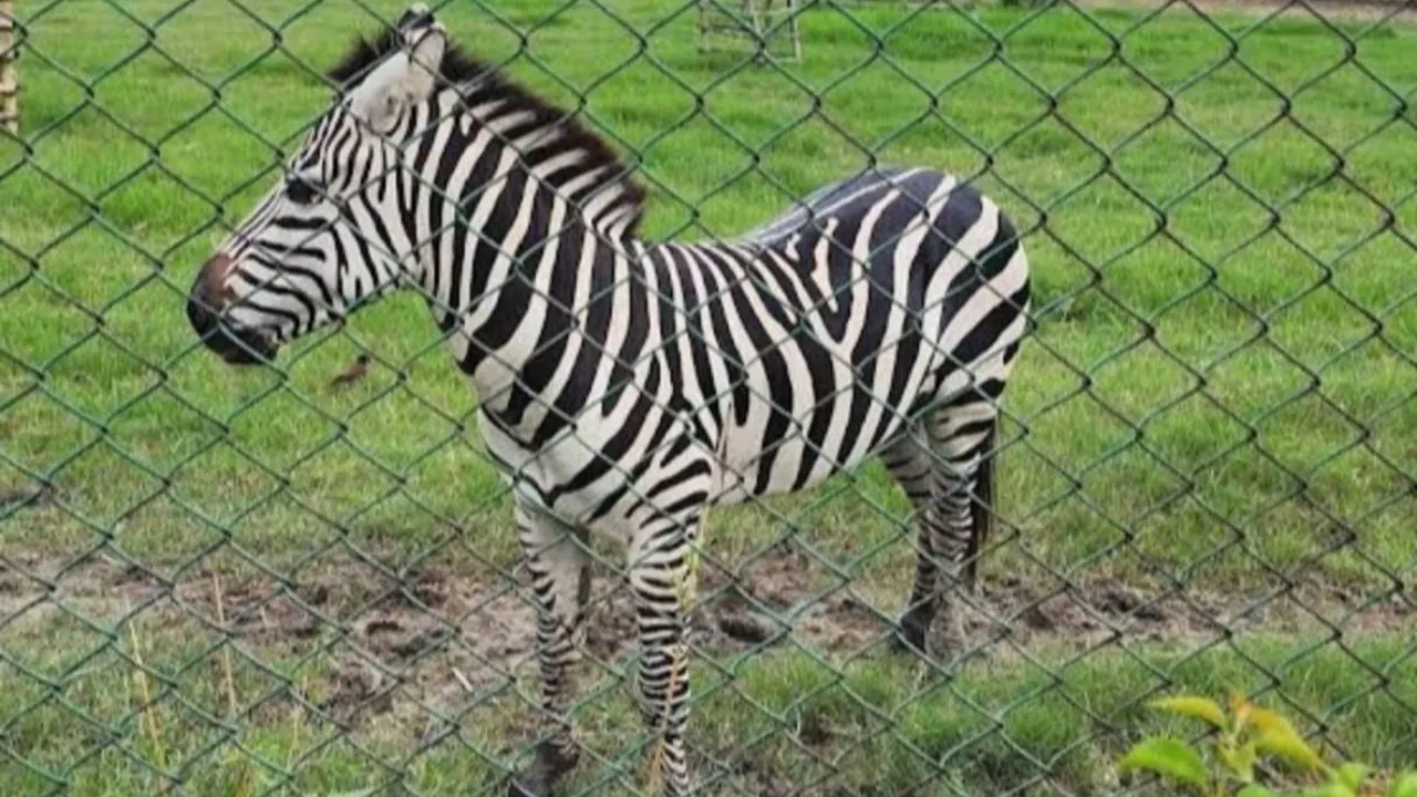 Kolkata's 2nd Zoo: কলকাতার দ্বিতীয় চিড়িয়াখানা।