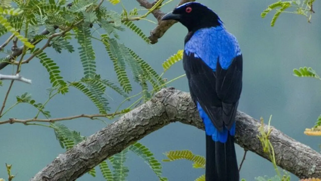 Asian fairy bluebird 1