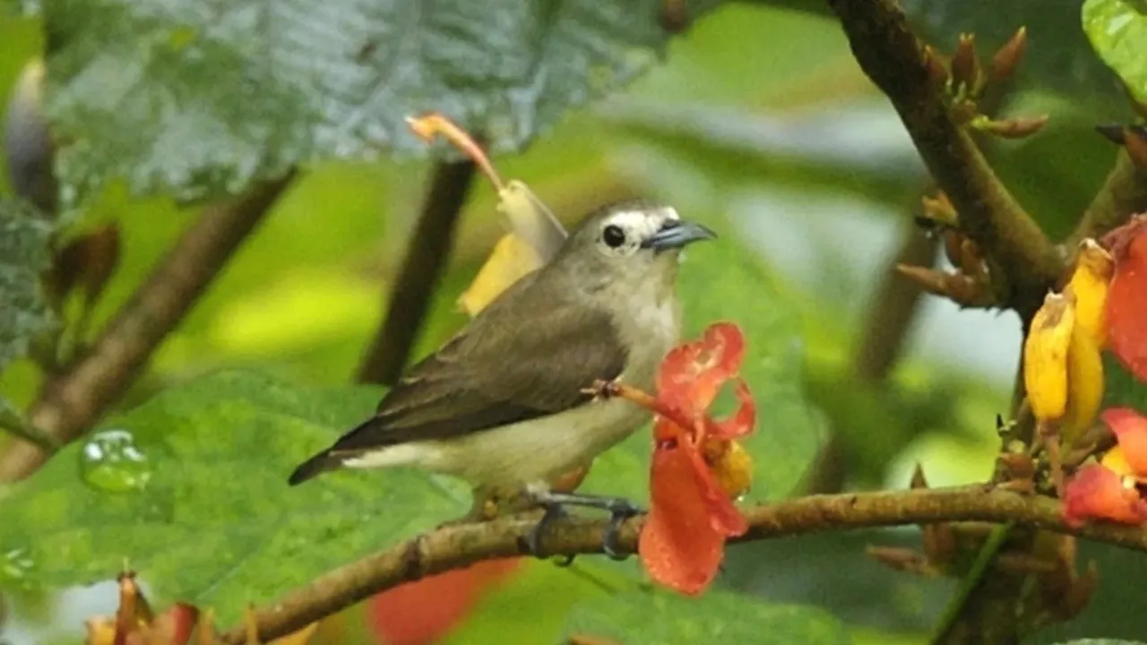 Nilgiri Flowerpecker