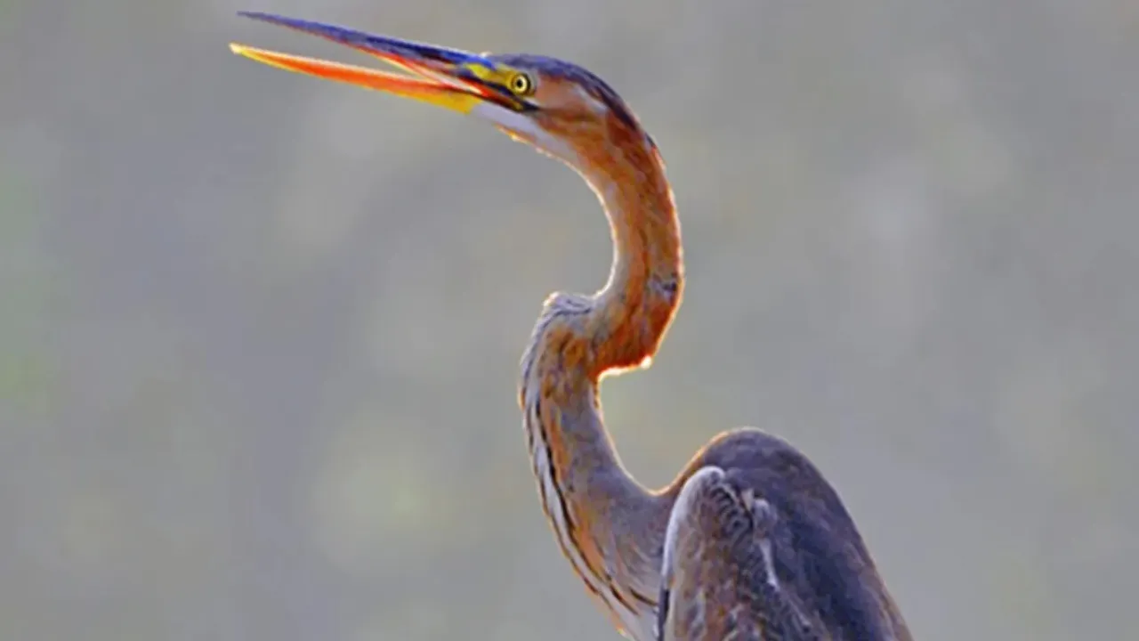 Purple Heron
