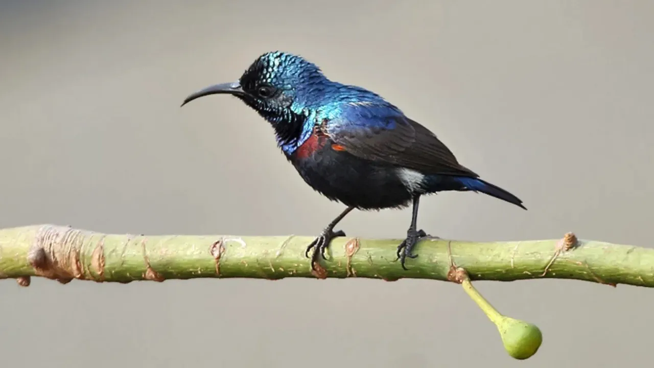 Purple Sunbird