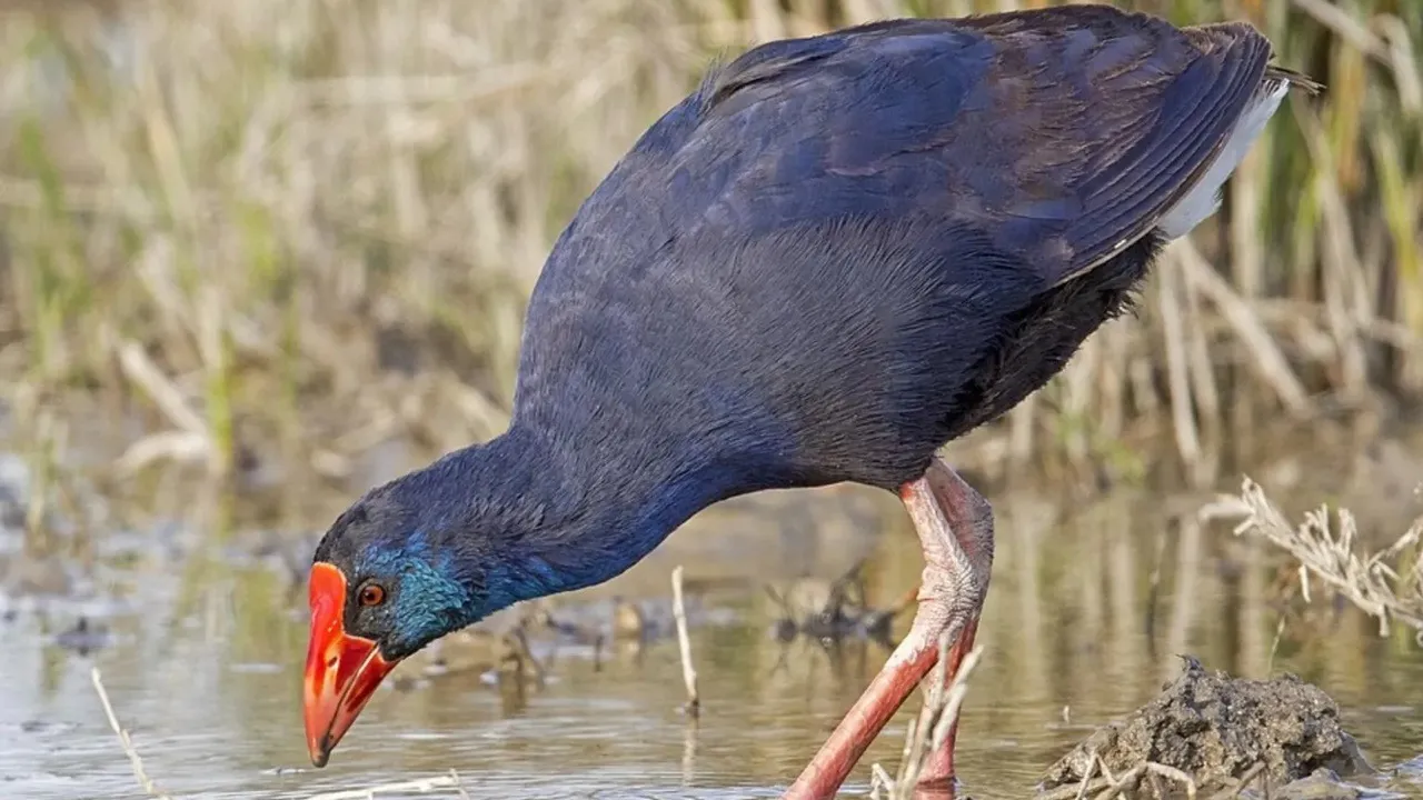 Purple Swamphens
