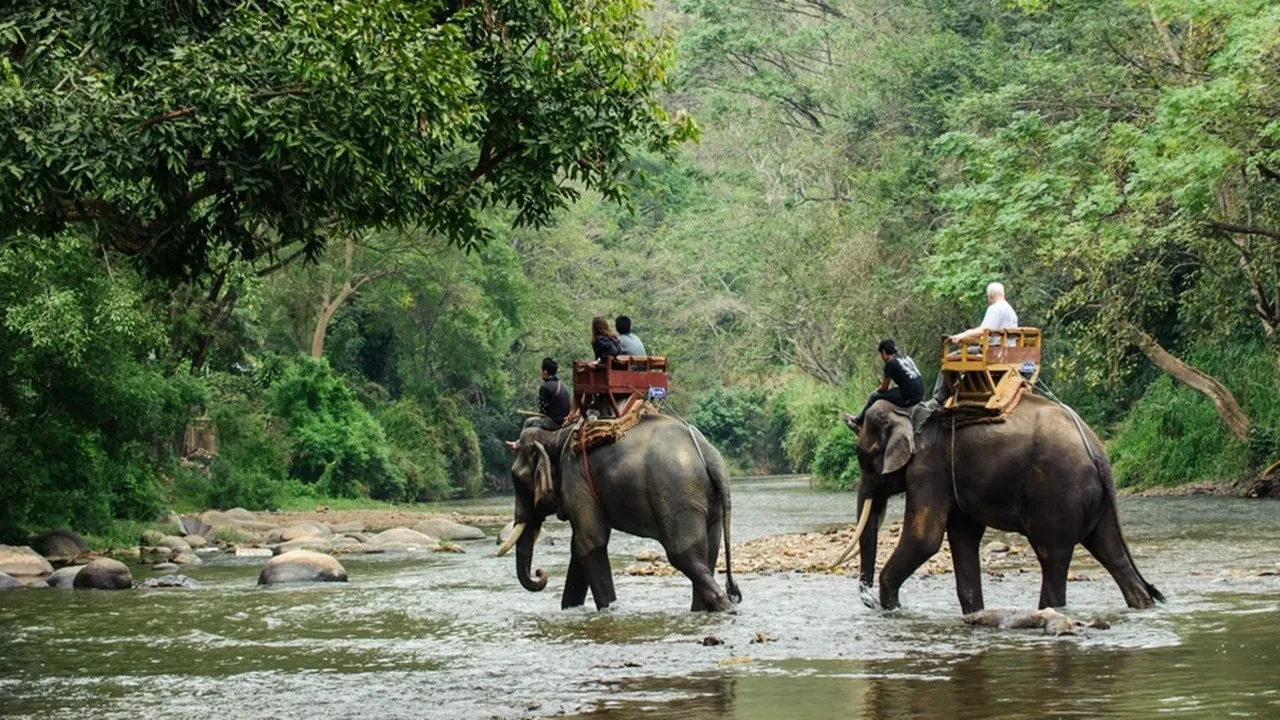 Jaldapara National Park  ,One horned rhino calf,  Rhino birth in Jaldapara,  Jaldapara wildlife news  ,Assam–Dooars rhino population  ,Rhino conservation in West Bengal , North Bengal wildlife  ,New Year wildlife news,  Indian one horned rhinoceros,  Jaldapara safari tourism,জলদাপাড়া জাতীয় উদ্যান  ,এক শৃঙ্গ গন্ডার শাবক  ,জলদাপাড়ায় গন্ডারের জন্ম , গন্ডারের সংখ্যা বৃদ্ধি  ,উত্তরবঙ্গের বনাঞ্চল  ,জলদাপাড়া অভয়ারণ্য খবর  ,বন্যপ্রাণ সংরক্ষণ  ,গন্ডার সংরক্ষণ পশ্চিমবঙ্গ  ,নতুন বছরের সুখবর,  জলদাপাড়া পর্যটন
