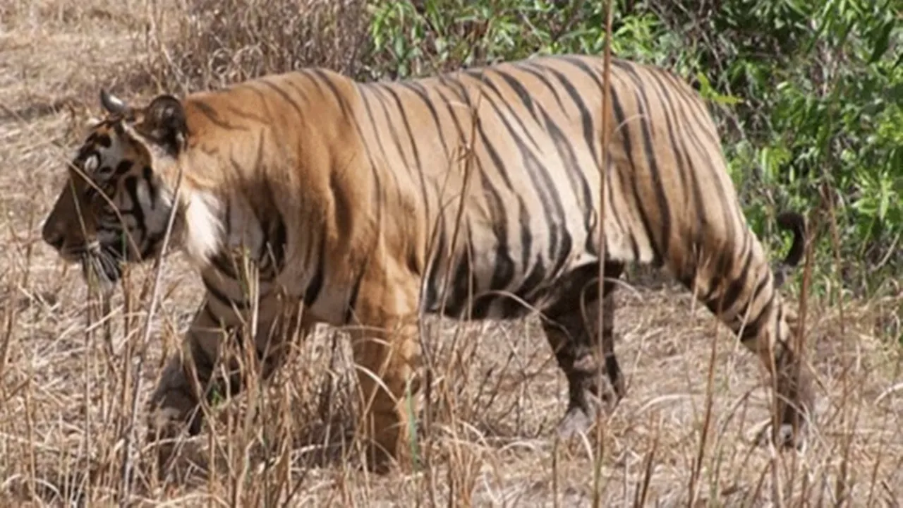 Jim Corbett National Park Facts jpg 4