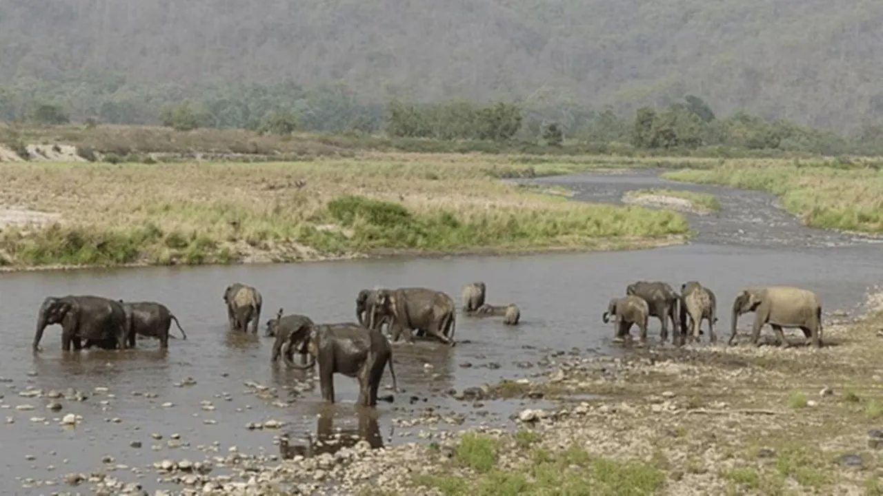 Jim Corbett National Park Facts jpg 7