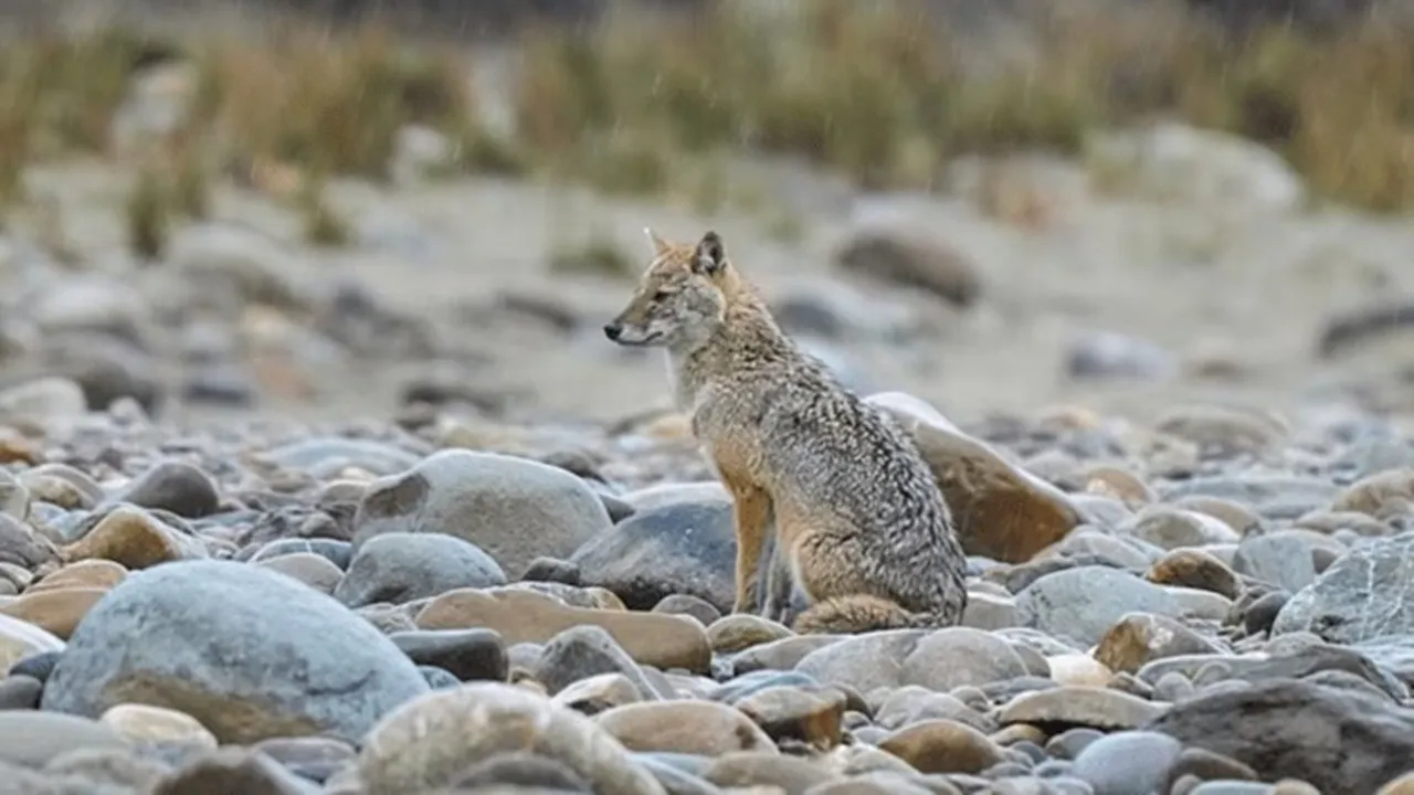 Jim Corbett National Park Facts jpg 8