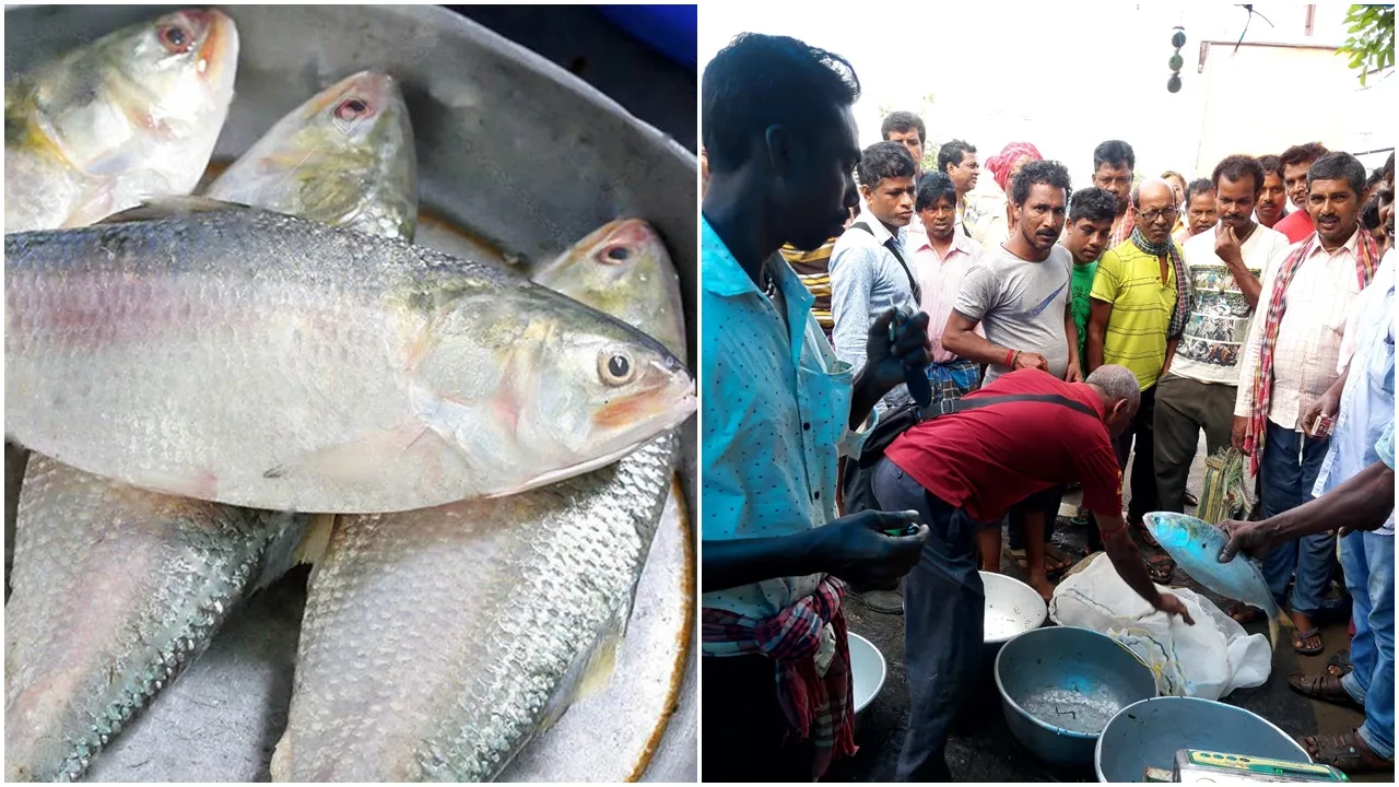 Hilsa found in Damodar river in Jamalpur,ইলিশ, পূর্ব বর্ধমান, জামালপুর, দামোদর