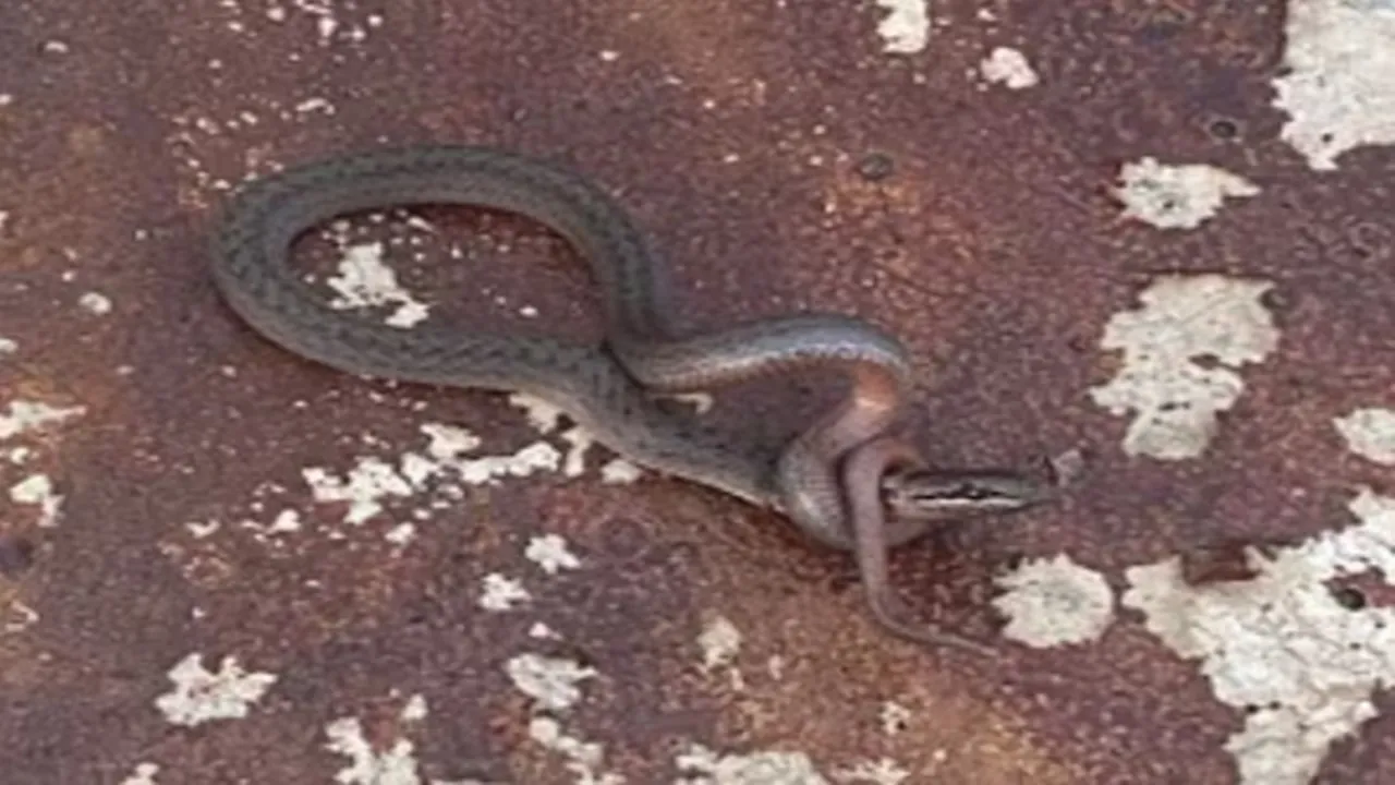 snake strangles 