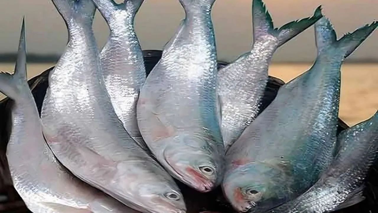 3000 metric tonne hilsa