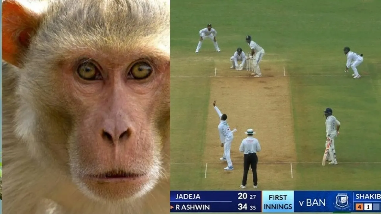 Monkey, Langur, Kanpur Test