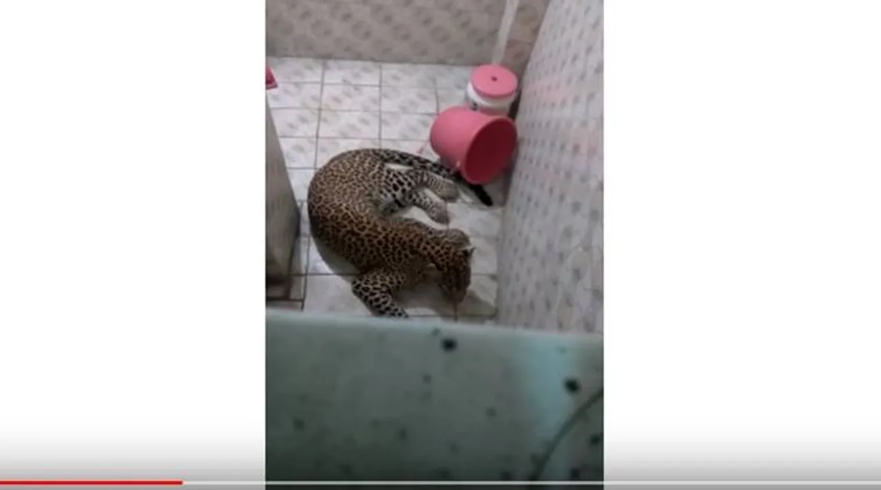 leopard in bathroom