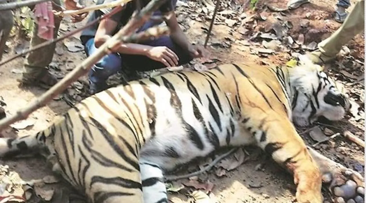 royal bengal tiger, west bengal