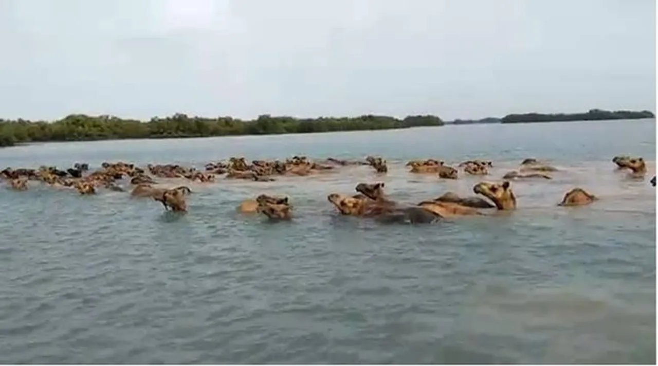camel swim in water