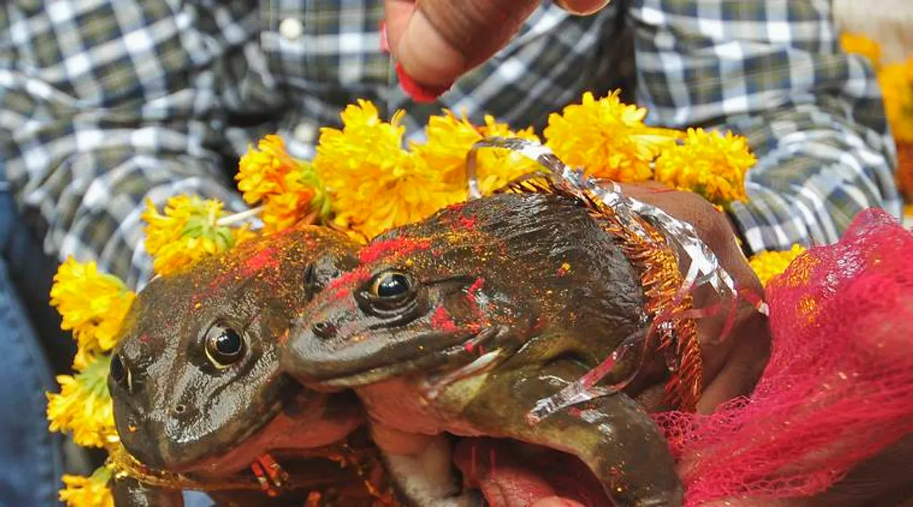 People hold frogs as they solemnise a frog marriage in the central Indian city of Nagpur