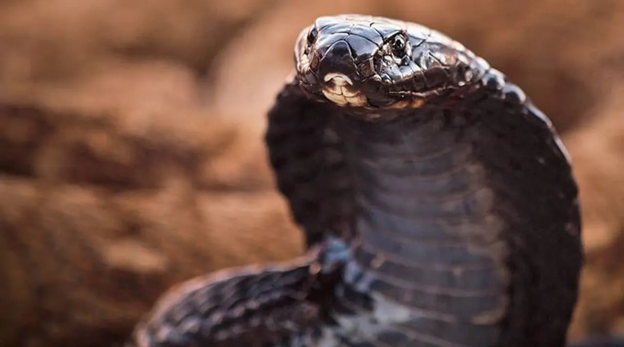 black-cobra_
