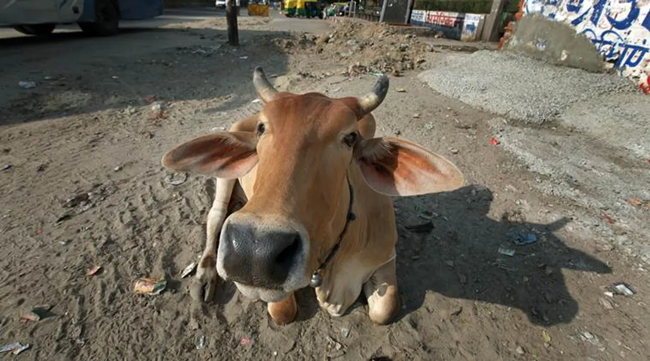cow, গোরু