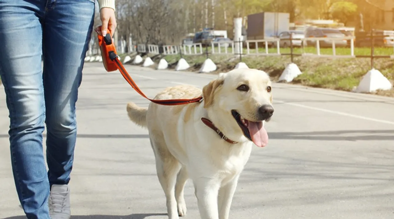Owner and labrador retriever dog walking in the city