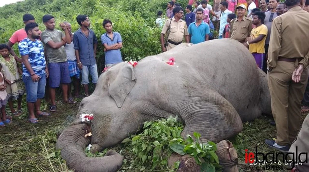 elephant dead in train collision in north bengal on 6th July, 2018 (Photo- ie bangla)
