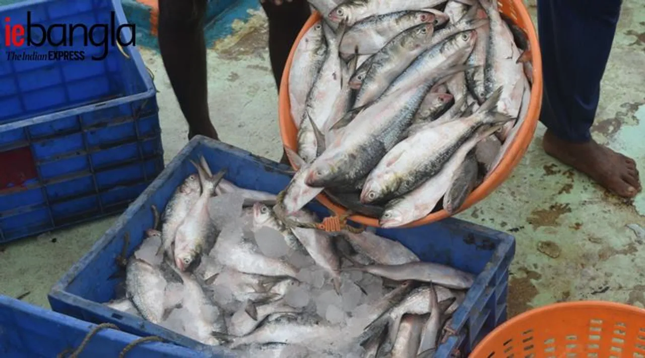 Hilsa (Photo0 Feroz Ahmed)