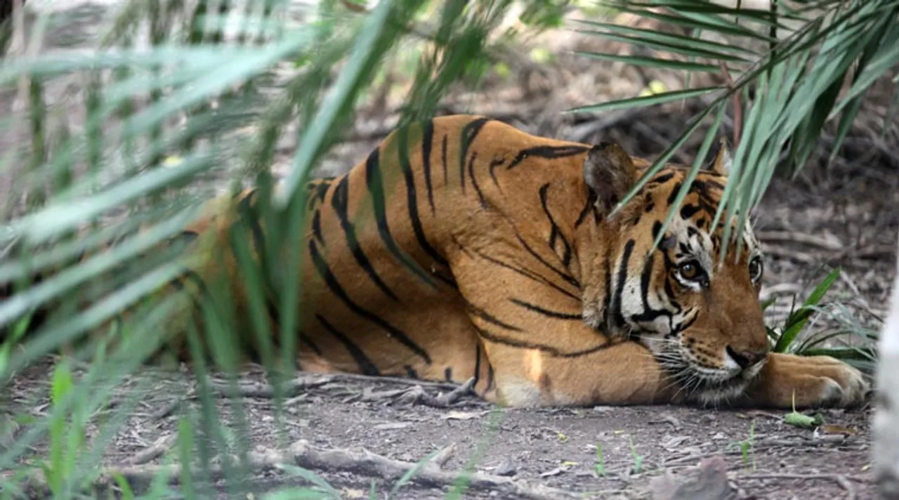 International Tiger Day