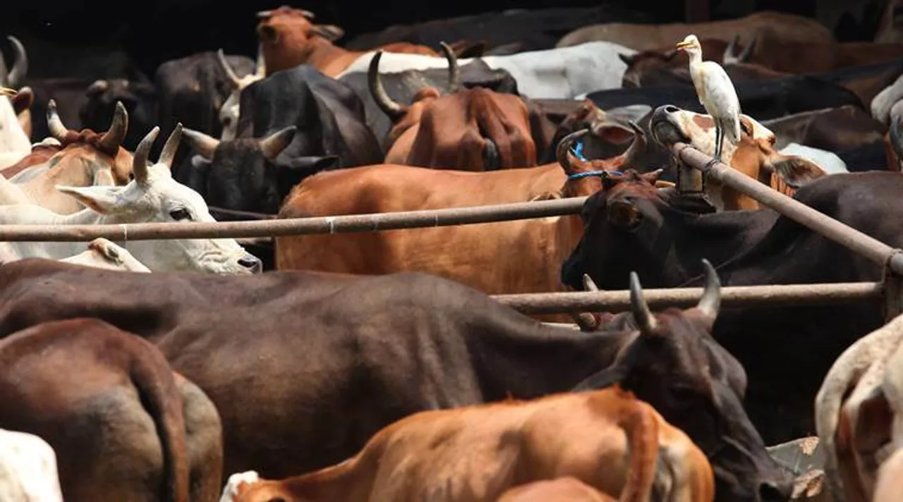 cow. গরু