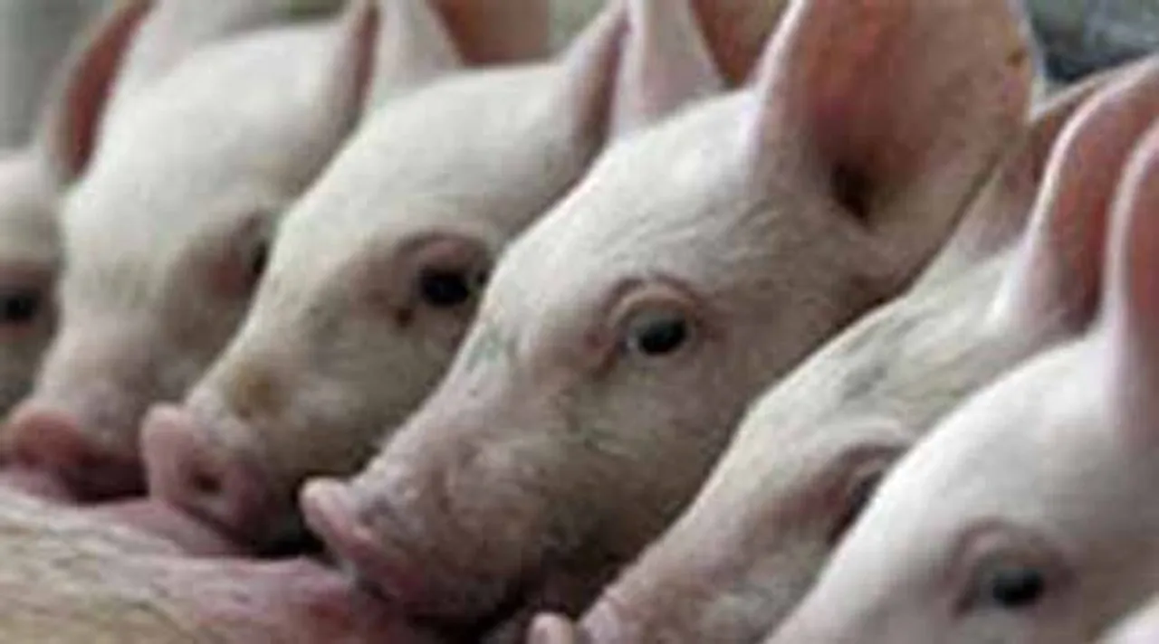 swine flu, সোয়াইন ফ্লু