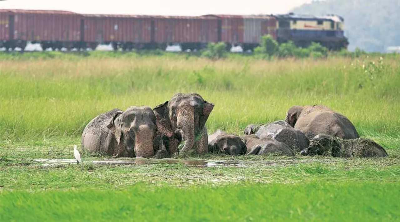 elephants