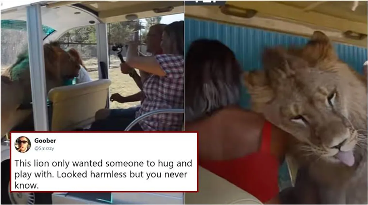 lion-snuggle-tourist-safari-759 (2)