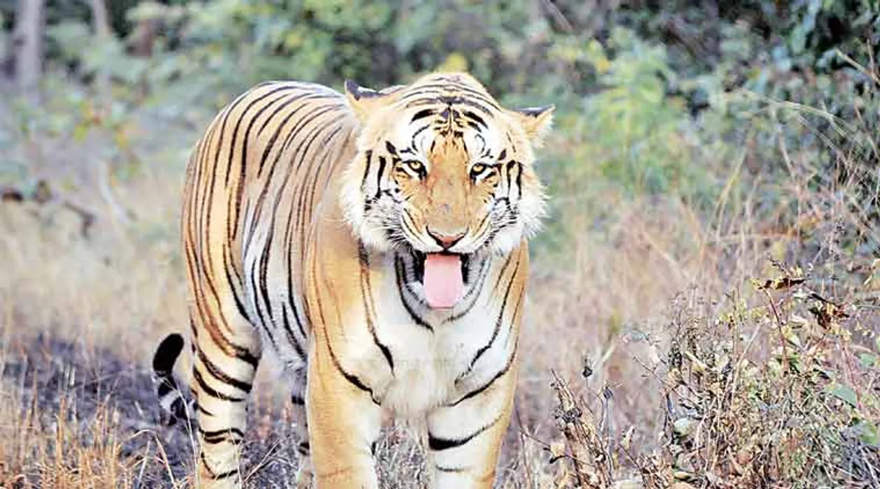 tigress, বাঘিনী