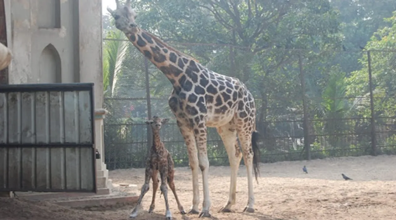 giraffe, জিরাফ