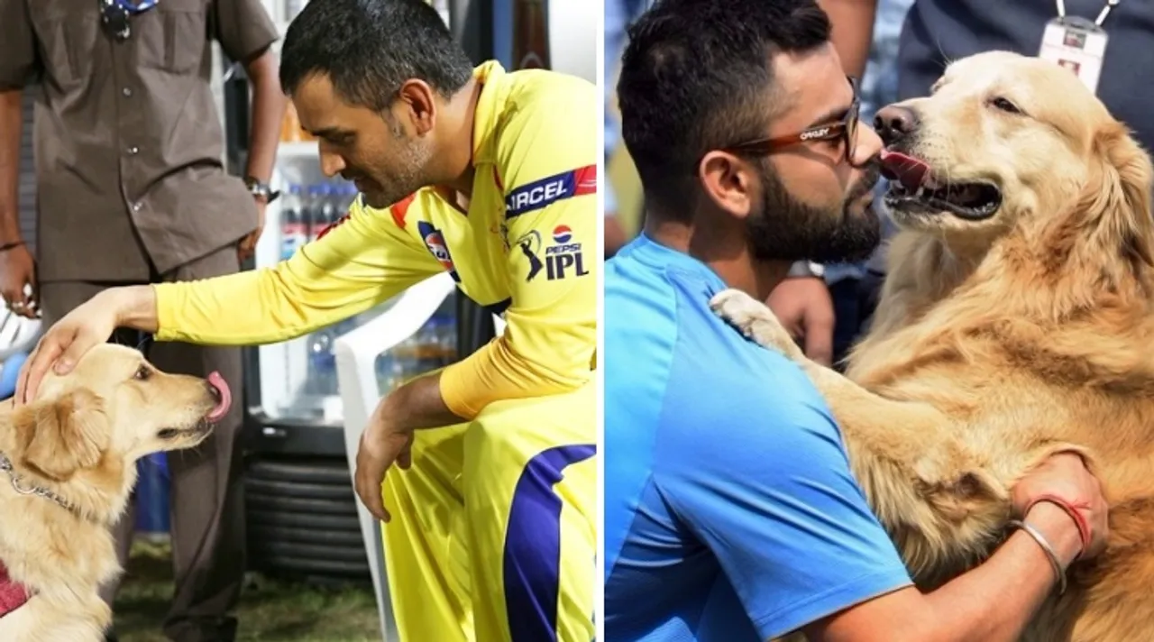 Watch IPL matches with your pets