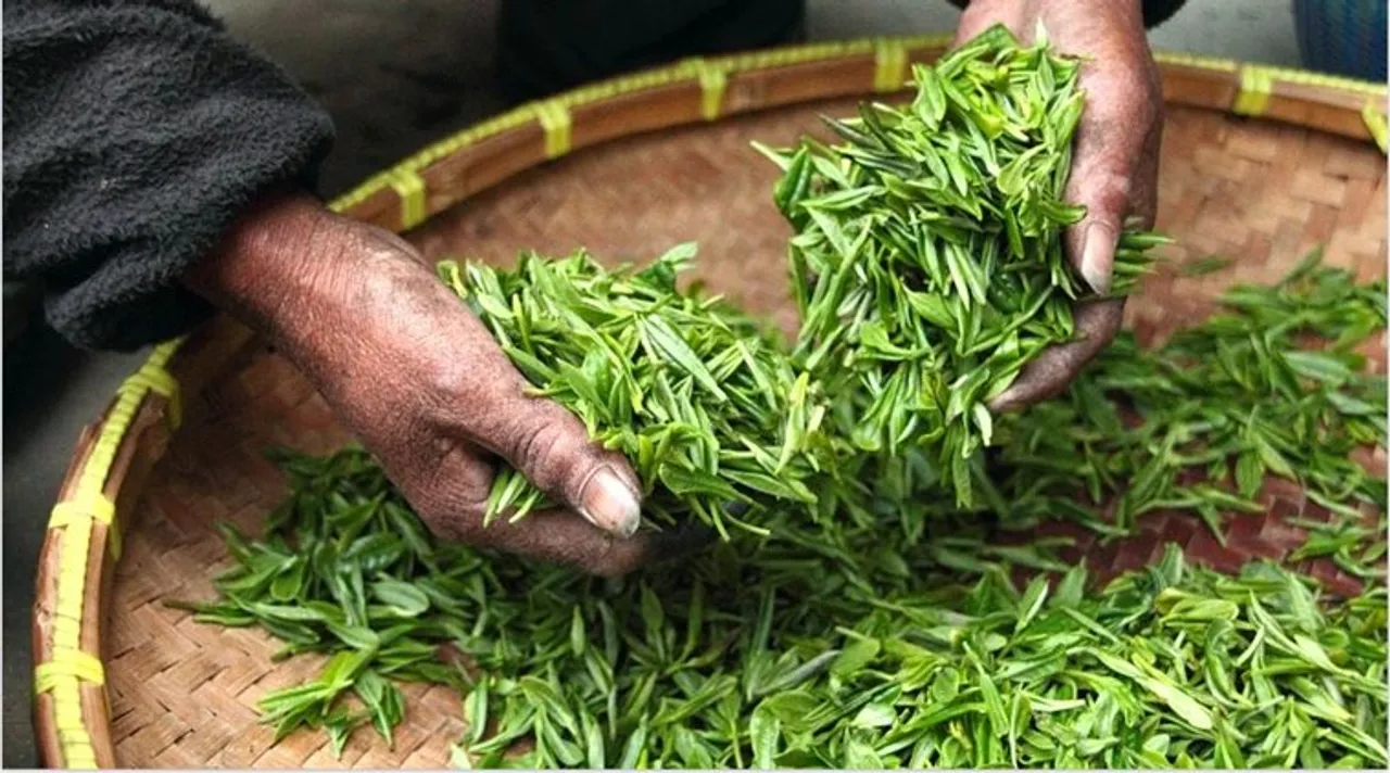 darjeeling tea