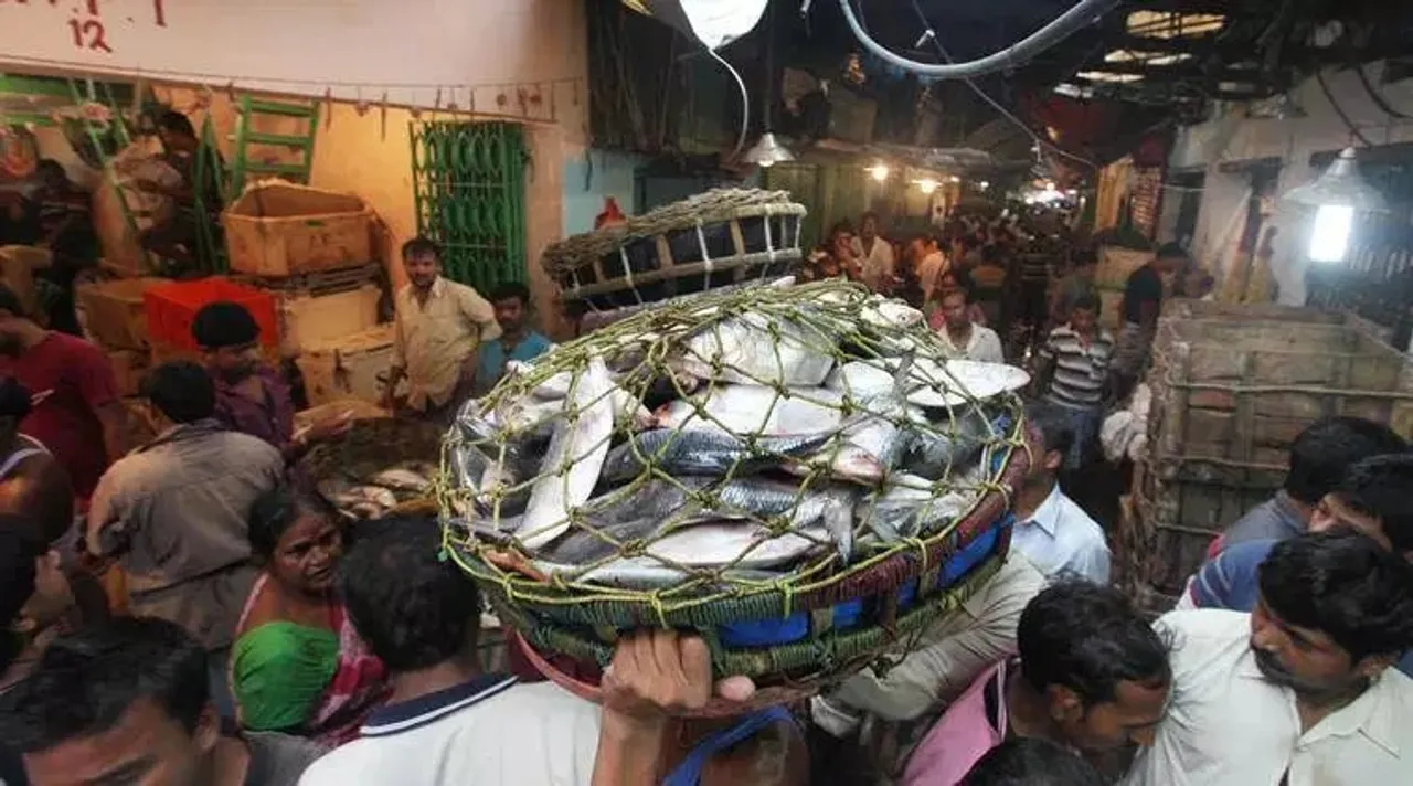 hilsa fish ilish