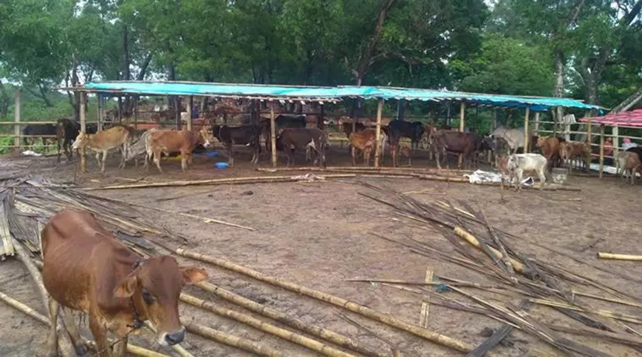 tripura cow death