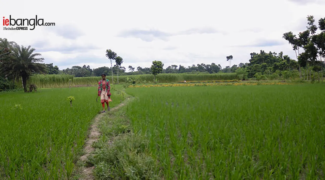 Samapti Mandal, সমাপ্তি মণ্ডল, lady farmar, মহিলা চাষি, women farmar, জমি চাষ, farmar, কৃষক, Habra, হাবড়া, farmar work, চাষের কাজ, Westbengal, পশ্চিম বঙ্গ, Geography, ভূগোল