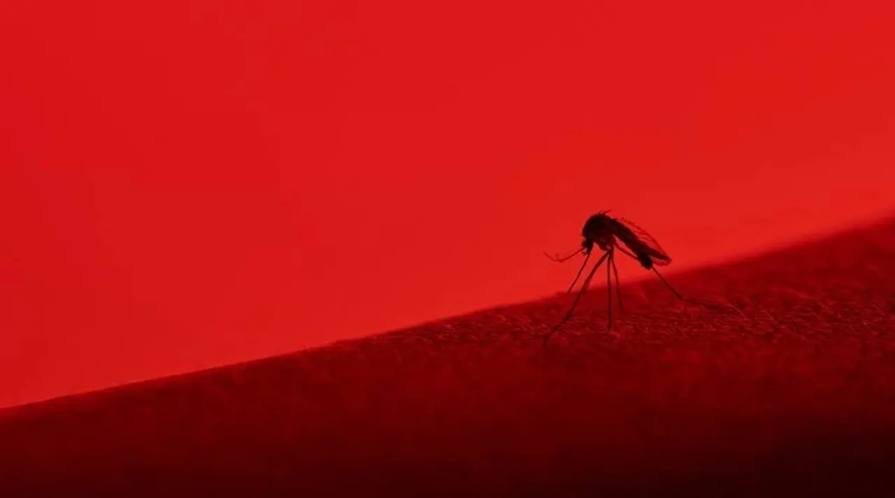 malaria, dengue, zika, chikungunya, dengue symptoms, dengue treatment, how to manage dengue, indian express, indian express news google-site-verification