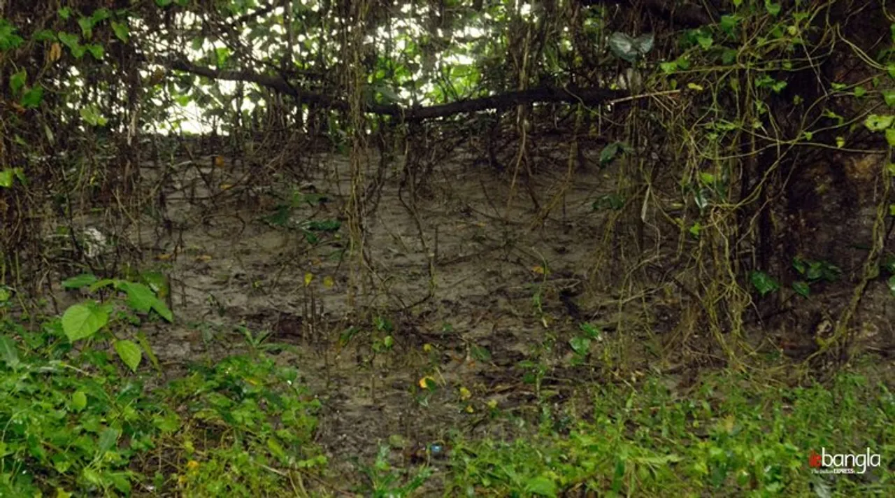 howrah, mangrove forest,