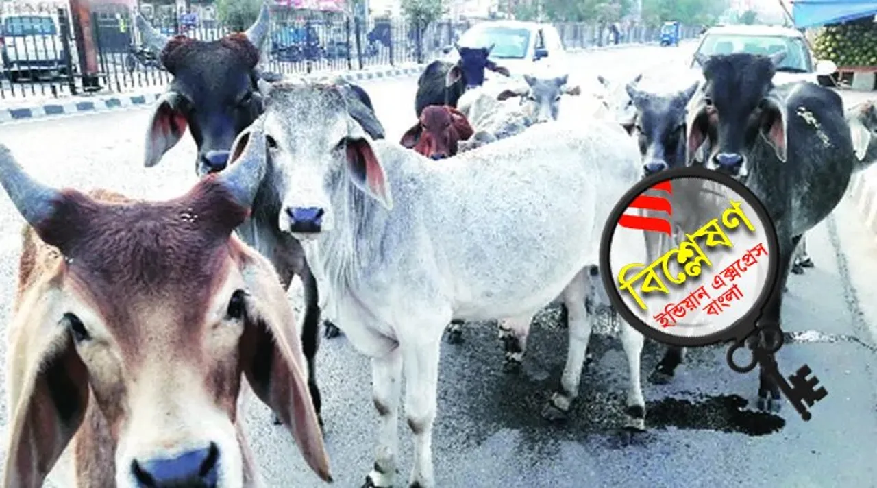 Cow