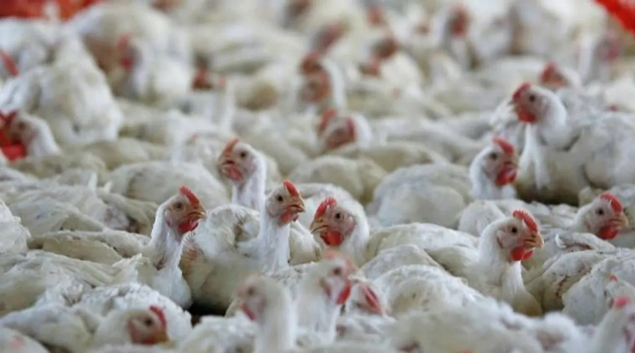 Avian Influenza