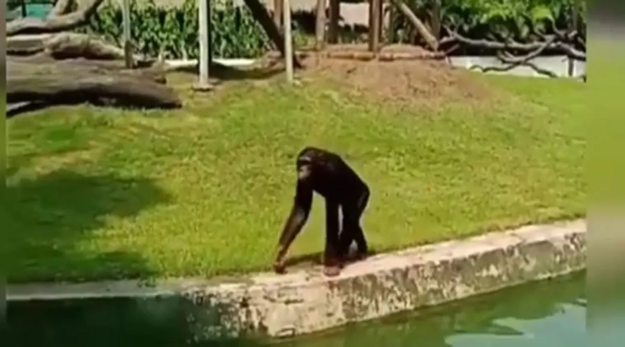 Chimpanzee,শিম্পাঞ্জি, শিম্পাঞ্জির খবর, আলিপুর জু, আলিপুর চিড়িয়াখানা, Alipore Zoo , চিড়িয়াখানা , Kolkata zoo, Chimpanzee news, শিম্পাঞ্জিবাবু