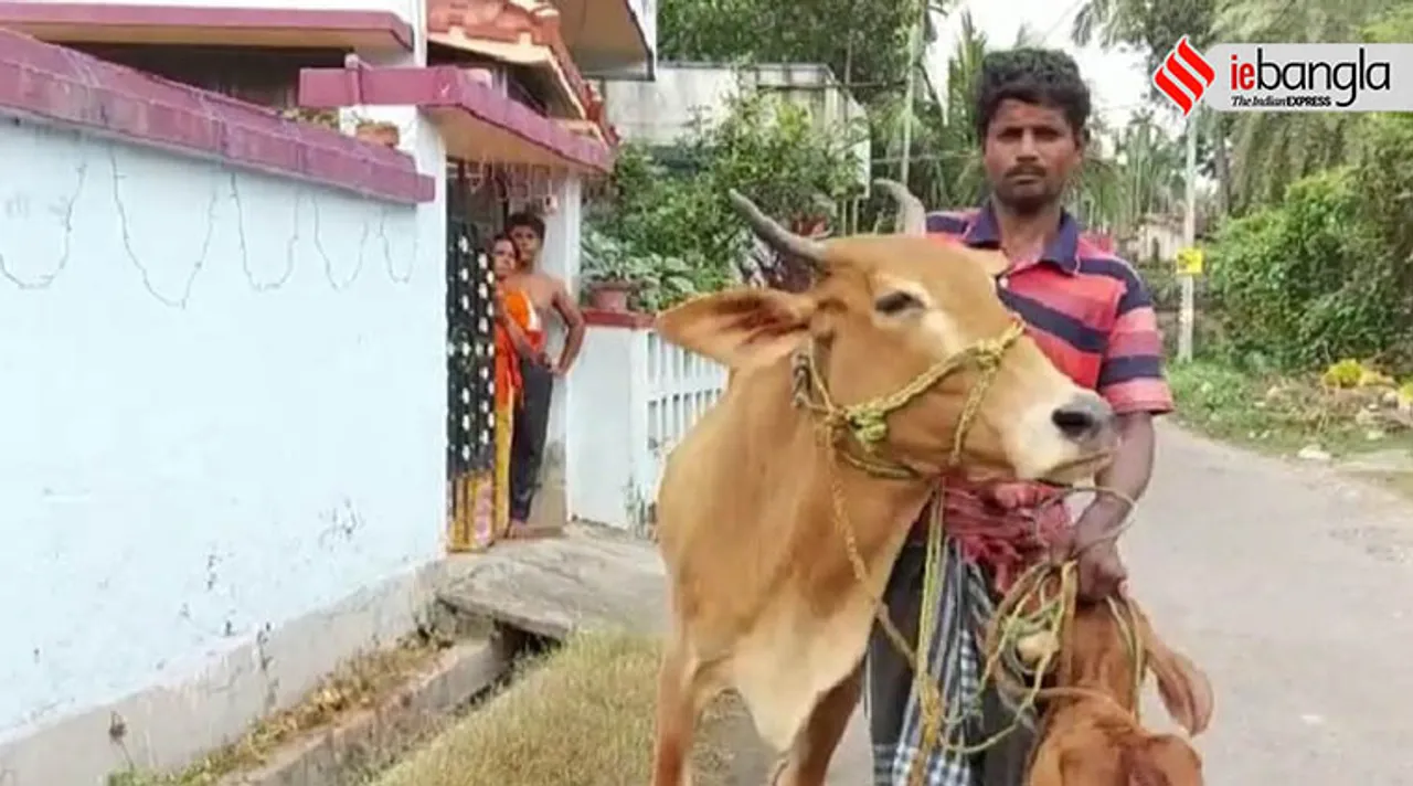 cow gold loan