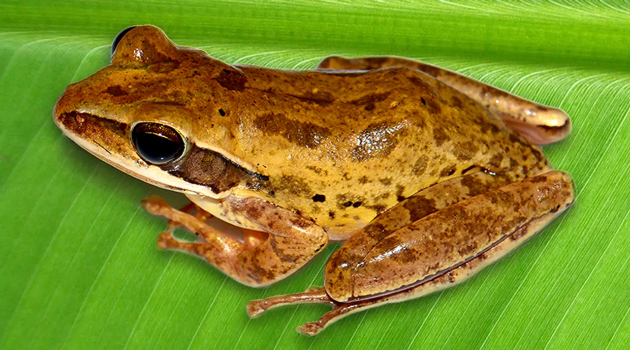 new species of tree frog discovered in bengal