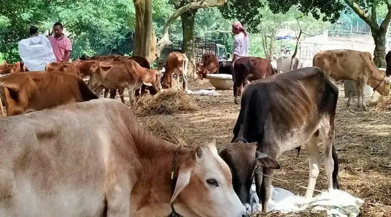 cow theft, coochbehar