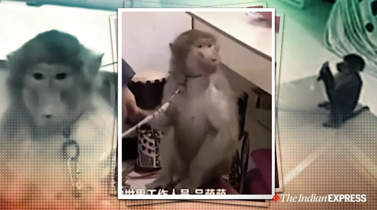 monkey viral video
