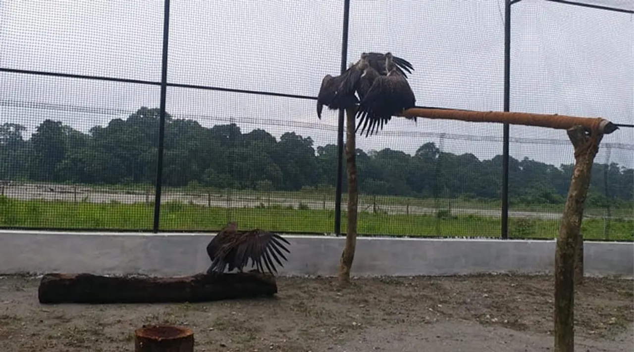 vulture, griffin
