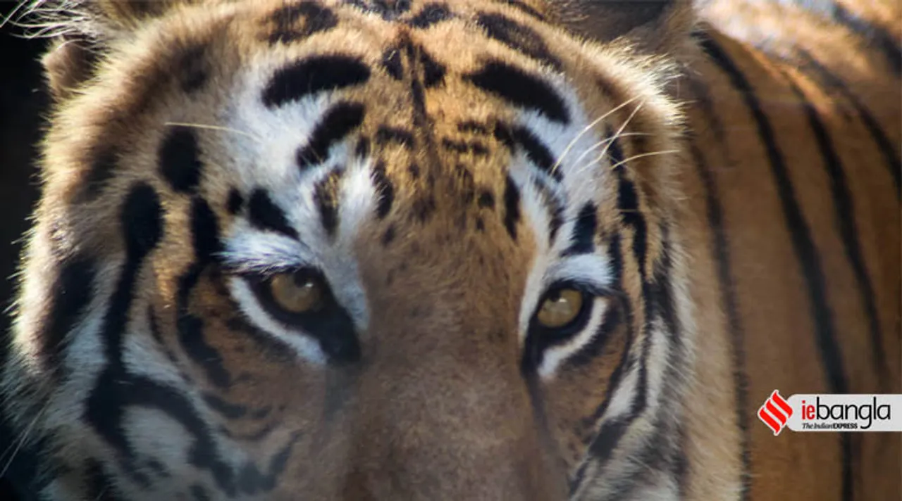 christmas day alipore zoo kolkata
