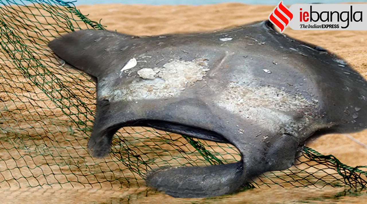 Digha Fish