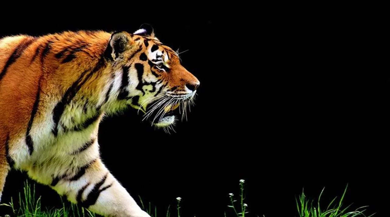 Konnagar, কোন্নগর, কোন্নগড়ে বাঘের আতঙ্ক, কোন্নগড় বাঘ, কোন্নগড় টাইগার, Konnagar tiger, tiger in konnagar, কোন্নগড়ের কানাইপুরে বাঘের আতঙ্ক, tiger, বাঘ, রয়্যাল বেঙ্গল টাইগার, tiger news, west bengal tiger, royal bengal tiger , পশ্চিমবঙ্গের খবর