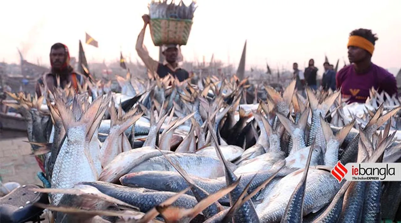 hilsa fish bangladesh