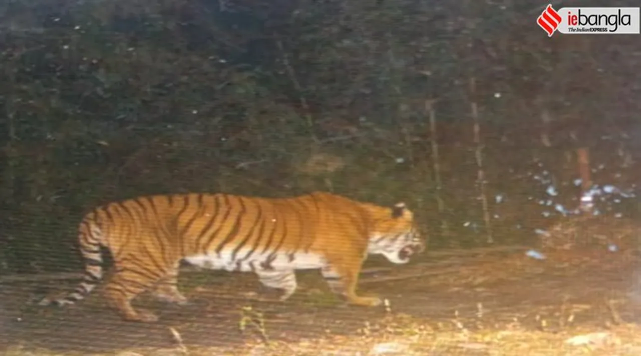 Royal bengal tiger seen at neora valley
